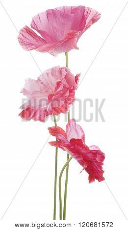 Poppy