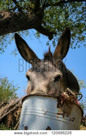 Donkey eating from a metal bucket under a tree