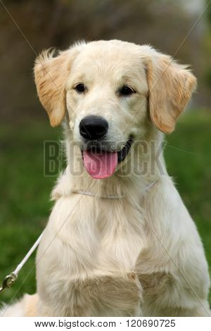 The Puppy Golden Retriever