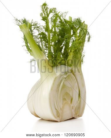 Fresh fennel bulb isolated on white background close up