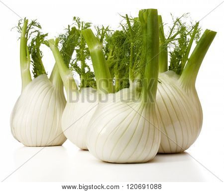 Fresh fennel bulb isolated on white background close up
