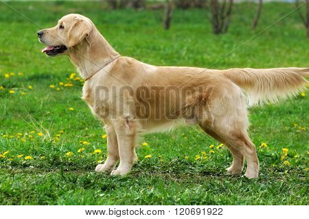 Dog Golden Retriever Stands