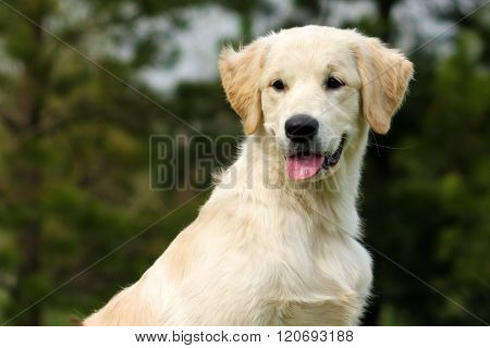 The Puppy Golden Retriever