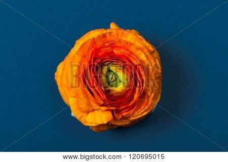 Orange Buttercup Ranunculus Flower, On Blue Background
