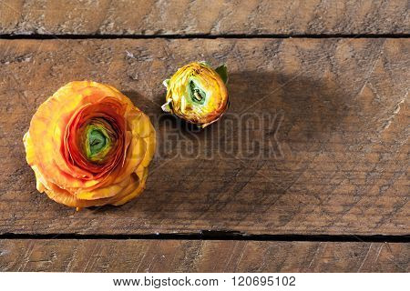 Orange Buttercup Ranunculus Flower, On Wood Board