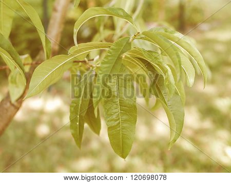Retro Looking Peach Tree Leaf