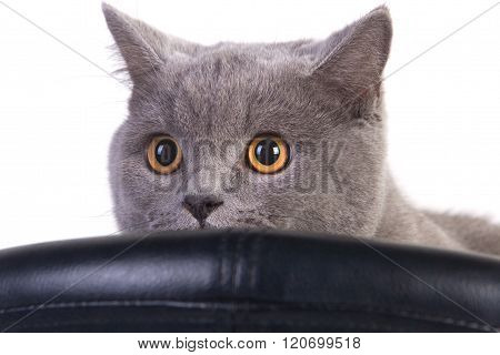 Funny Scottish cat