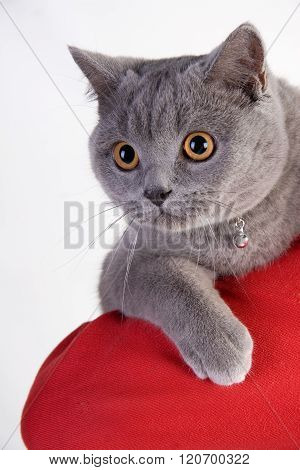 Cute Scottish cat