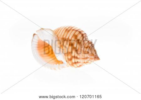 Helmet Sea Shell - Galeodea Echinophora. Empty House Of Sea Snail