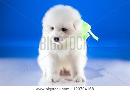 White puppy of Samoyedskaja dog