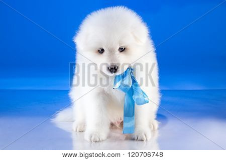 Little puppy of Samoyedskaja dog