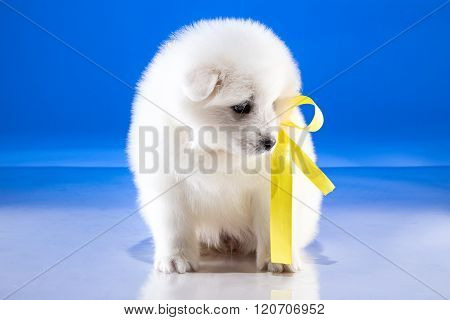 Furry little puppy of Samoyedskaja dog