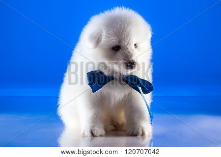 White little puppy of Samoyedskaja dog