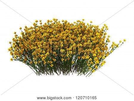 Genista Hispanica Flowers On White