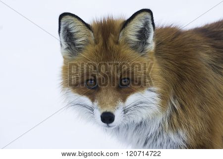 red fox