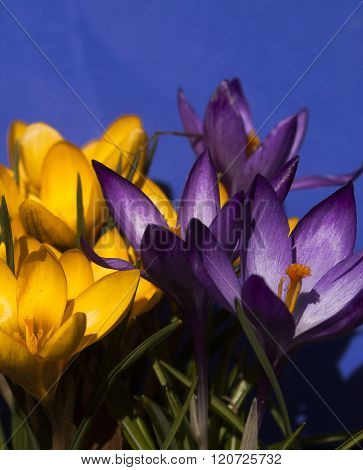 crocus