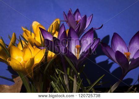 crocus