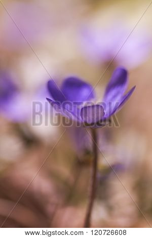 a single flower blur on a blue anemone plant