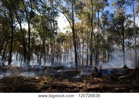 Controlled Fire Burn