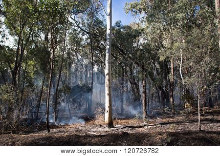 Controlled Fire Burn