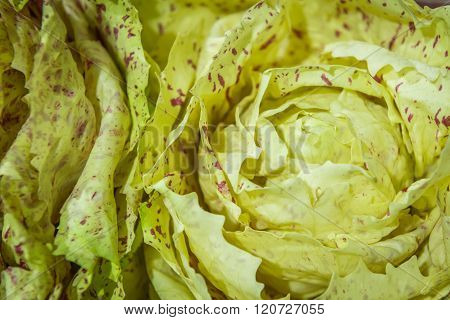 Green Lettuce With Purple Spots