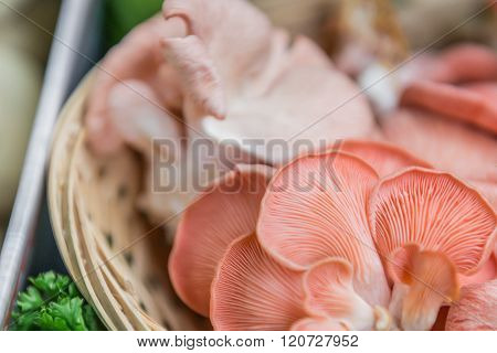 Pink Oyster Mushrooms