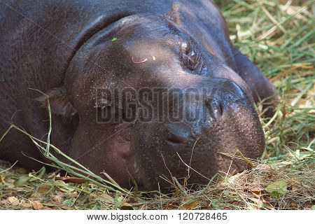 Pygmy Hippopotamus Sleeping