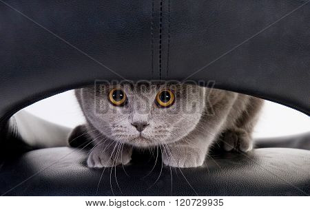 Funny Cat Looking Through A Hole