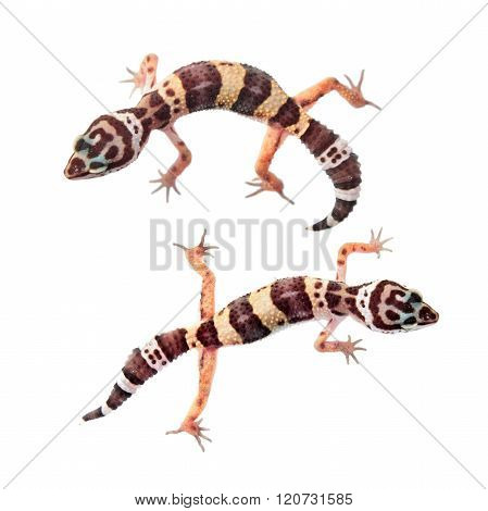 Leopard gecko (Eublepharis macularius) isolated on white