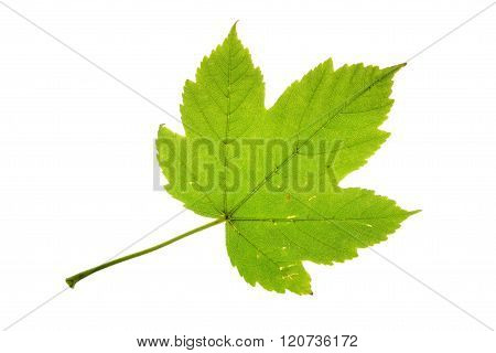 Sycamore maple leaf isolated on white