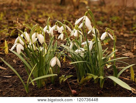 First Spring Flowers