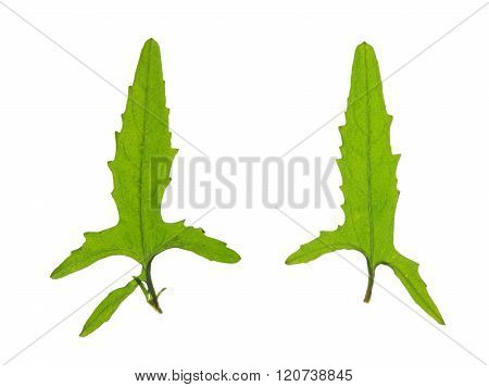 Leaves of Hedge Mustard isolated on white