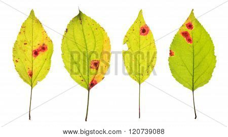 Leaves Infected By Rust Of Cherry Isolated On White