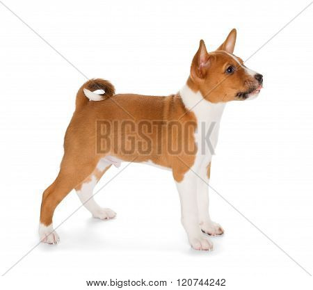 Basenji Puppy