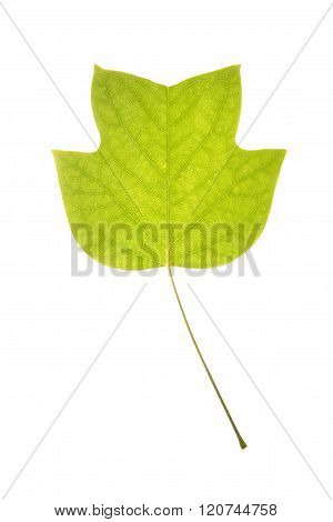 Green Leaf Of Tulip Tree Isolated On White