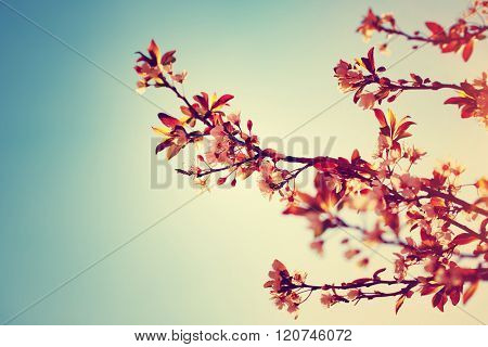 Beautiful blooming tree in sunny day, floral border over blue sky background, vintage style photo, old cinematic look picture, stylish retro postcard