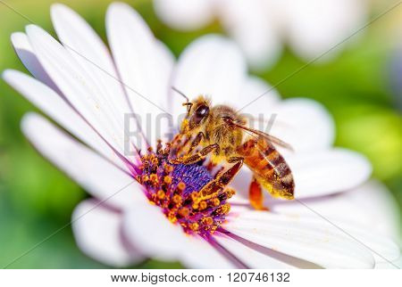 Macro photo of beautiful bee sitting on white gentle daisy, little honeybee collects pollen from flowers, awakening of nature from winter