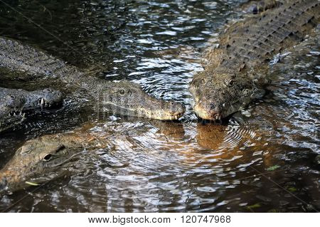 Crocodile In Water. Kenya, Afrca