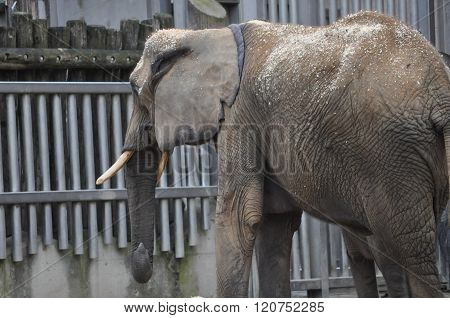 Elephant Mammal Animal