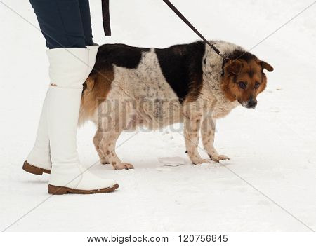 White, Red And Black Spotted Thick Mongrel Dog Is On Leash On Snow