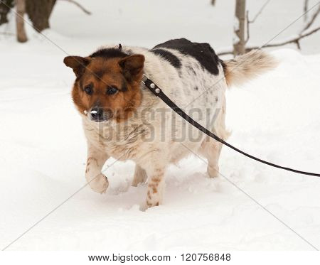 White, Red And Black Spotted Thick Mongrel Dog Is On Leash On Snow
