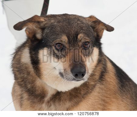 Brown Mongrel Dog In Snow