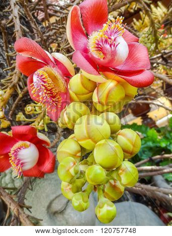 Shala Tree Blossom