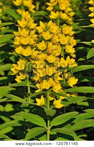Lysimachia Vulgaris Closeup