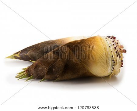 Fresh harvested bamboo shoot or bamboo sprouts with outer husk still intact, isolated on white.