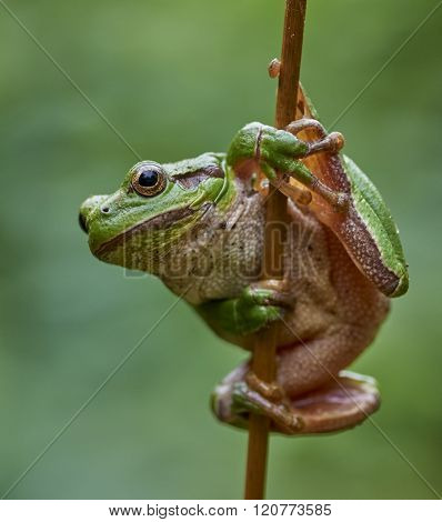 European Tree Frog Hanging On A Straw