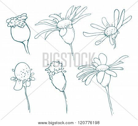 Sketch of floral elements for your design