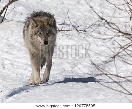 Timber wolf in a winter scene