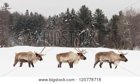 Caribou in its natural, environmental setting in a forest
