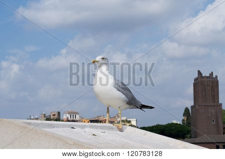 Inspirational image of european herring gull (Larus argentatus) looking leftside with european city in the background